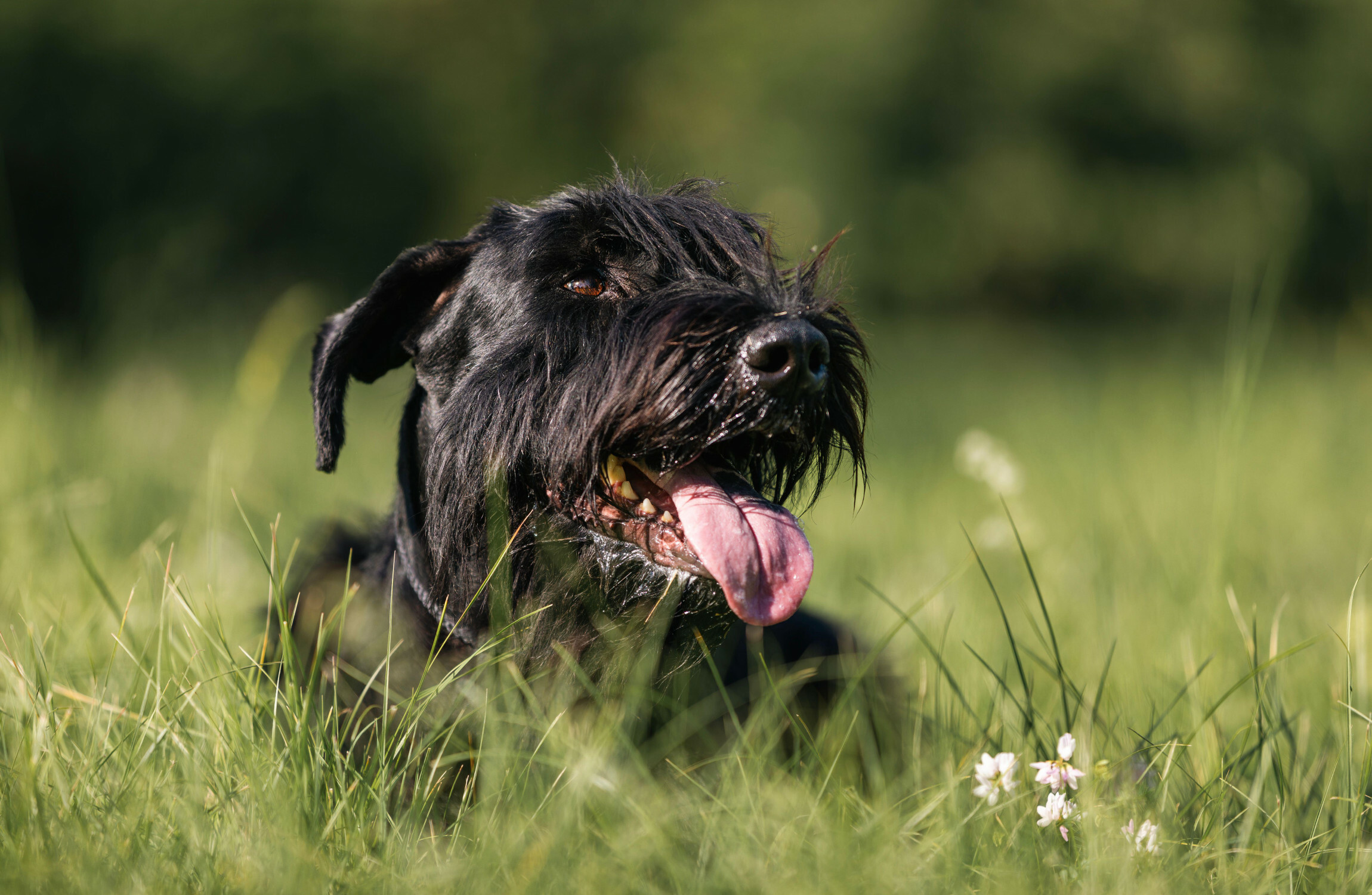 DSPCA urges dog owners to keep their pets cool when the weather is warm DSPCA urges dog owners to keep their pets cool when the weather is warm